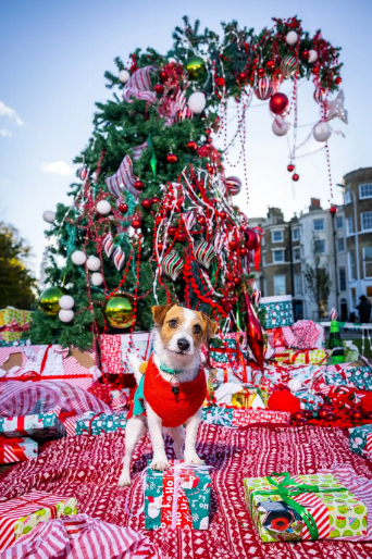 A dog standing in front of a christmas tree

Description automatically generated