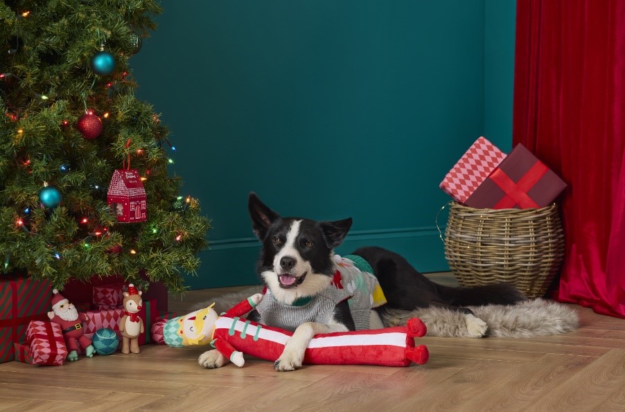 A dog lying on the floor with a toy

Description automatically generated